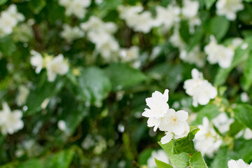 A sprig of Jasmine in the sun