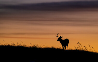 Wall Mural - mule deer silhouette in banff national park, canada