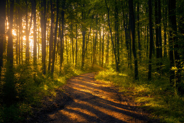 Beautiful fantasy forest in the morning with a dirt road crossing it