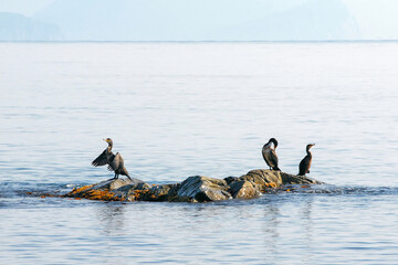 Japanese cormorants (Phalacrocorax capillatus) on the stone in the sea. Peter the Great Gulf, Sea of Japan, Primorsky Krai (Primorye), Far East, Russia.