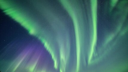 Wall Mural - A magnificent light show on the night sky. Northern light above Alta, Norway. Lights are dancing in the sky, changing shapes and colours, greens, pinks and purples.