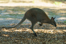 Photography Of Gray Kangaroo. Bennett's Wallaby In Sunny Summer. She Is Jumping. High Resolution Image.