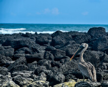 Pelican On The Rock