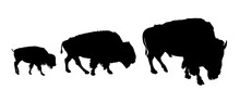 Drove Of Bison Family Vector Silhouette Illustration Isolated On White Background. Herd Of Buffalo, Symbol Of America. Strong Animal, Indian Culture. Buffalo Male And Female With Calf.