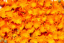 Natural Floral Background Of Orange Marigold Flowers