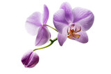 Fototapeta Storczyk - Beautiful orchid flower on a white background  .