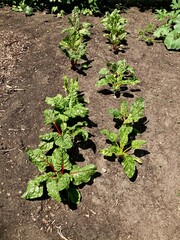 Wall Mural - Swiss chard growing in the garden