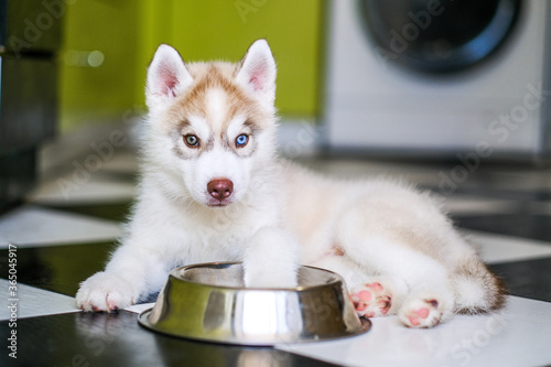 Fotomural Funny husky puppy asks for food in the kitchen
