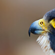 PEREGRINE FALCON (Falco peregrinus)