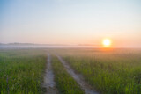 Fototapeta Natura - Sunset or dawn on field with green grass and lupins in the fog. Country landscape. Countryside concept.