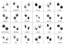 Animals Footprint. Animal, Birds And Reptile Foot Marks, Wild Animals Paw Silhouettes, Mammals Walking Paw Tracks Vector Illustration Set. Footprint Bear, Hamster And Camel, Pigeon And Buffalo