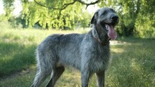 Adorable  Irish Wolfhound Dog Stay On Green Grass In The Park During The Morning Walking
