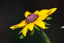 Rudbekia Hirt, Also Known As Black-eyed Or Brown-eyed Susan, Brown Betty, Daisy Gloriosa, Golden Jerusalem, English Bull's Eye, Poor Daisy. Close-up.