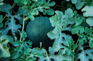 Watermelon on a plantation in a natural environment