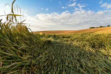 Wide angle view of a wheat field destroyed by the strong wind and bad weather 