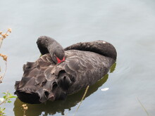 Black Swan In The Water