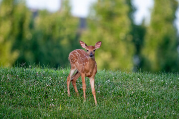 Wall Mural - White-tailed deer fawn in an open field on a summer morning. 