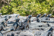  Large Group Of Marine Iguanas Amblyrhynchus Cristatus And Lava Lizards Fernandina Island Galapagos Islands 