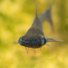 fish in aquarium with big eyes 