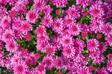 Bright Pink Mums Or Chrysanthemums For Flower Background