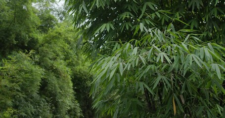 Wall Mural - Green plant tree in the forest