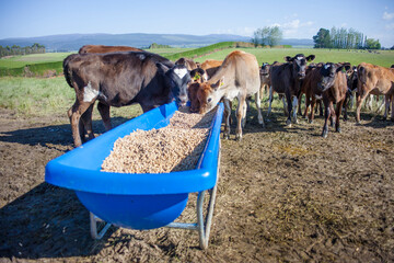 Wall Mural - Feeding calves