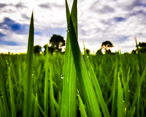 Morning Dew Series 