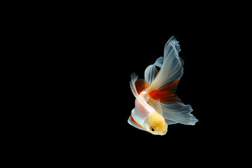 Wall Mural - goldfish isolated on a dark black background