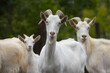 Goats in nature. Portrait of three goats.
