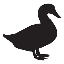 Silhouette Of Duck