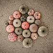© Dimitrios - various sea urchin shells on wet sand, black, white and red filtered image