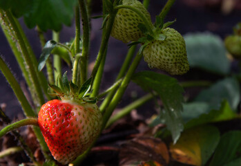 Strawberries ripen in the garden. Strawberry harvest