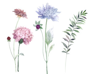 Flowers watercolor illustration.Manual composition.Big Set watercolor elements.