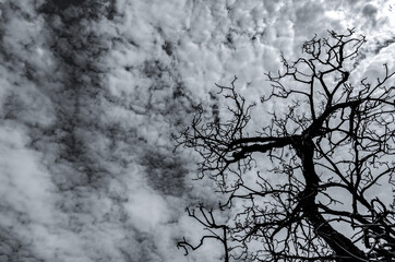 Wall Mural - Silhouette dead tree on dark dramatic sky and white clouds. Death, lament, sad, grief, hopeless, and despair concept. Halloween day abstract background. Looking up view of dead tree. Leafless tree.