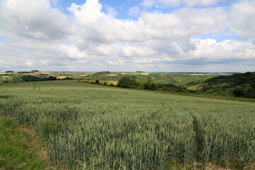 Summer landscape with green pricking wheat field