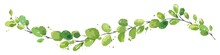 Watercolor Green Leaf -- Narrow Banner. Long Curved Branch With Narrow Leaves, Vector Illustration, Design Element.