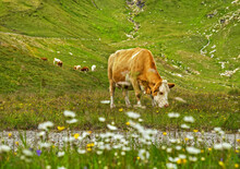 Herd Of Brown Cows Grazing On Fresh Green Mountain Pastures On The Alpine Meadow At Summer Day. Mountain Landscape On The Background. Austria. Tauern National Park.