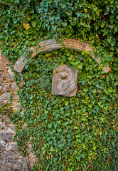 Wall Mural - Old wall with green ivy. Close-up