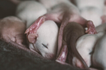 Group of small, cute, baby domesticated pet dumbo rats , group of small cute baby rats 