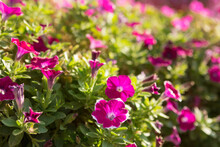 Many Pink Flowers Of Petunias, On The Lawn, Close-up