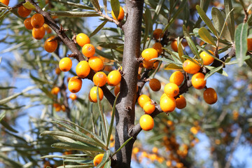 Wall Mural - bunch of yellow real wild forest sea buckthorn berries on twigs desktop background