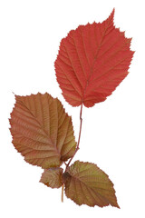 Wall Mural - spring leaves of a hazelnut have a rich red color isolated macro