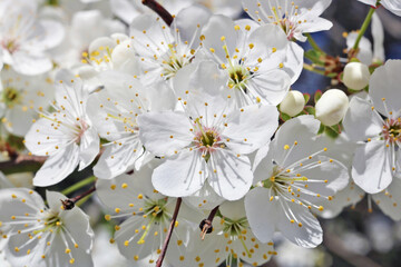 Wall Mural - blossom white spring cherry flowers on twigs background macro