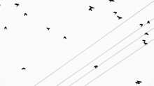 Low Angle View Of Birds Flying Against The Sky