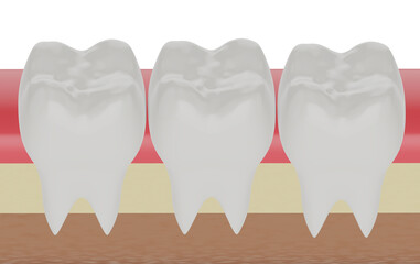 Wall Mural - three molars in the gum, 3d render