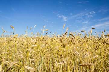 Wheat fields. Golden wheat ears close up. Backgrounds of ripening ears of wheat field. Rich harvest concept. For design rural booklet