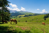 Fototapeta Konie - Beautiful alpine view with grazing horses and the Langkofel and the Plattkofel summits at the famous Seiser Alm, South Tyrol, Italy