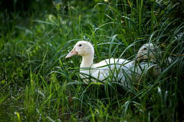 white duck in the green grass