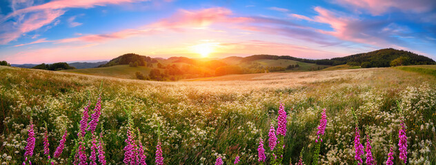 Panoramic sunset over a vast blossoming meadow landscape, with flowers in the foreground, hills on the horizon and colorful sky with pink clouds