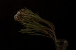 © elenae333 - Dried flower on a black background